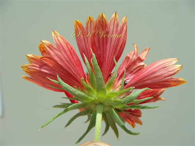  Ray Florets and involucre